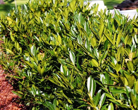 Posadź jesienią, urośnie nawet 60 cm przez rok. Gesty żywopłot osłoni nie tylko dom