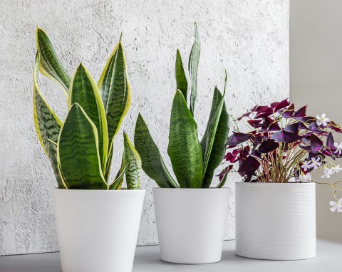 Liście więdną, kolory bledną, a kwiaty się nie pojawiają. Ta metoda zregeneruje każdą roślinę doniczkową w kilka dni