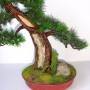 Rośliny, Sztuczne drzewko bonsai Bonsai Zokei w stylu Shakan - Sztuczne drzewko bonsai w stylu Shakan (bonsai zokei)