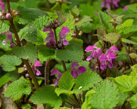 Jasnota plamista (Lamium maculatum)