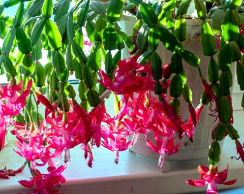 Jak przesadzić grudnika, aby lepiej rósł? Optymalny termin i wskazówki