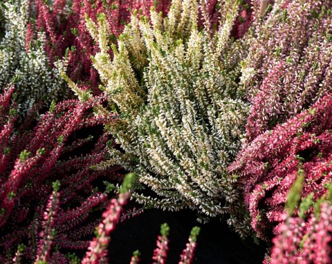 Wrzos pospolity (Calluna vulgaris)