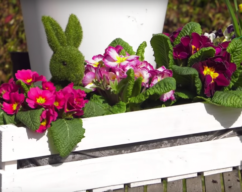 Wielkanocne dekoracje z roślin - bratki, pierwiosnki, bukszpan