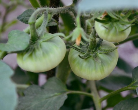 Woda kompostowa do ochrony i wzmocnienia warzyw. Stosuj regularnie do ogórków i pomidorów