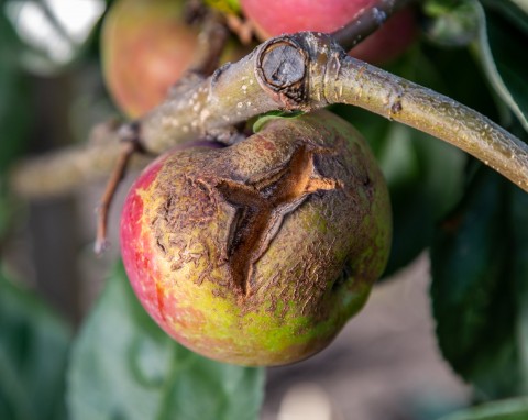 Jedna z najgroźniejszych i najpopularniejszych chorób pojawiających się na jabłoniach. Jak zwalczać parch jabłoni?