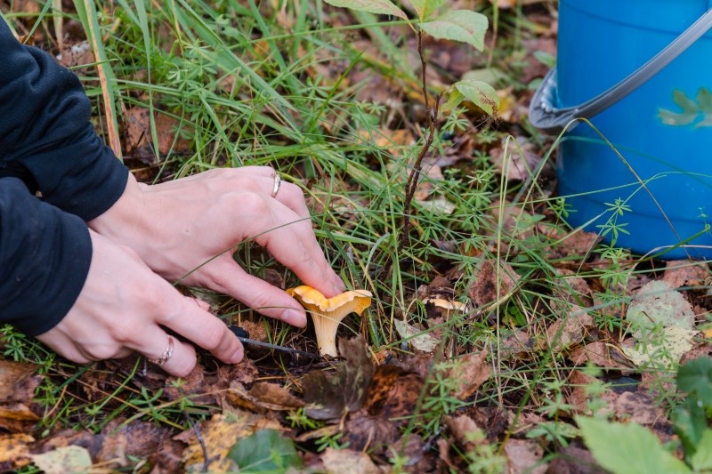gdzie nie wolno zbierać grzybów
