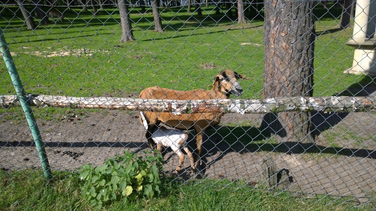 Pozostałe, coraz bliżej wakacji:) - wycieczka .... zwierzęta, park linowy .......super zabawa