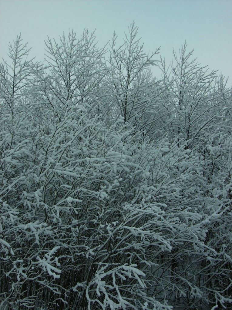 Pozostałe, MROŻNA ZIMA 2012 r. - tak wygląda zima u mnie na wsi