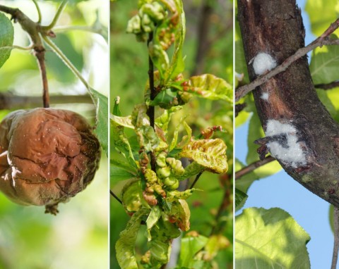 Choroby i pasożyty drzew owocowych. Jak sobie radzić?