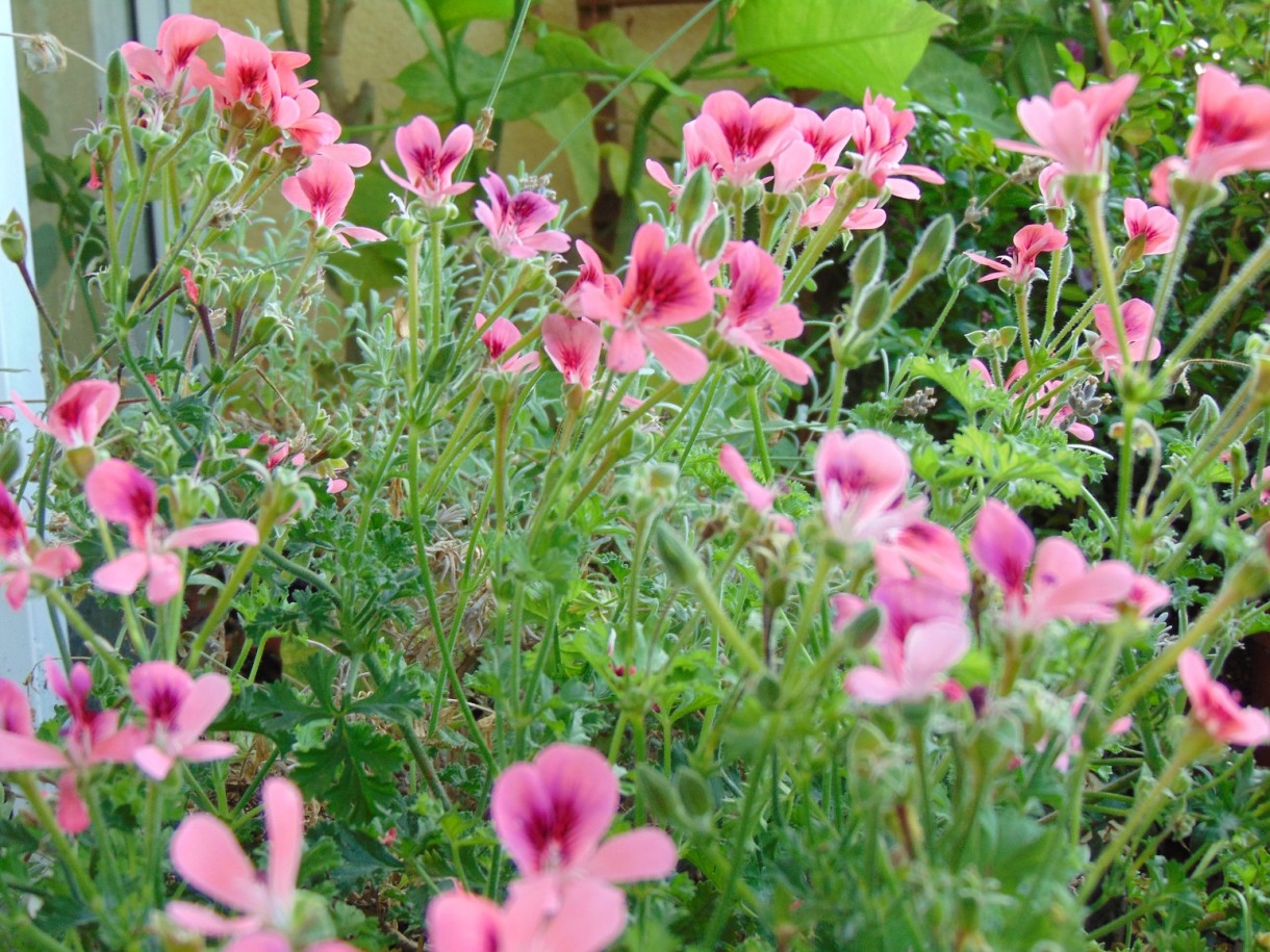 Rośliny, Pełnia lata ............... - ...............i pelargonie..........