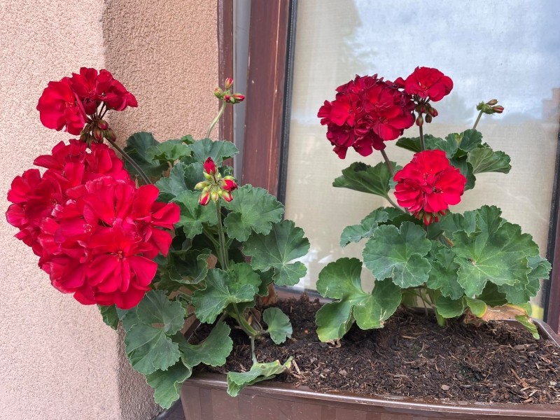 dlaczego pelargonie słabo kwitną