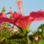 Rośliny, Pełnia lata ............... - ................i hibiskus.................