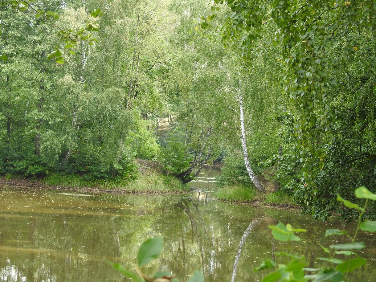 Leśne klimaty, ZWYKŁE I NIEZWYKŁE