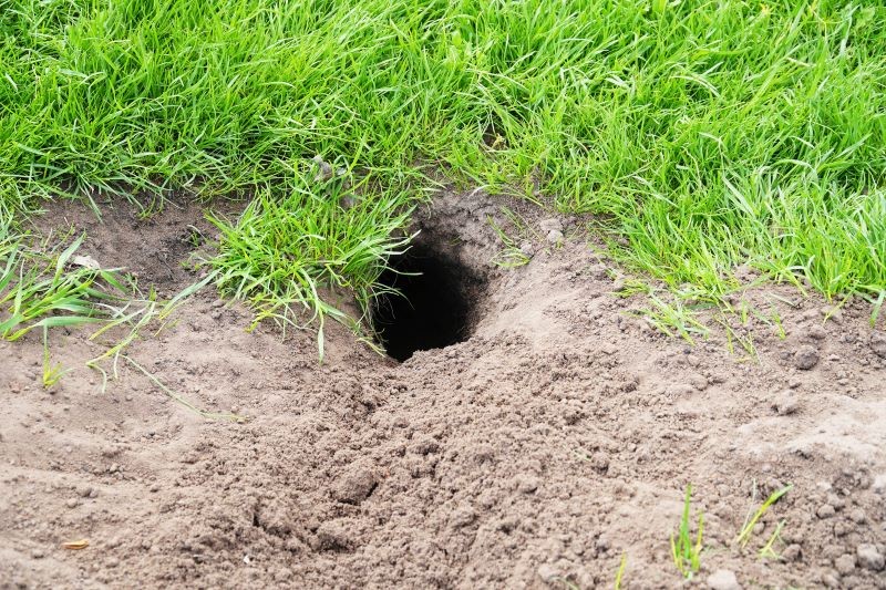 Zniszczenia spowodowane w ogrodzie przez nornice zimą często zauważamy dopiero na wiosnę.