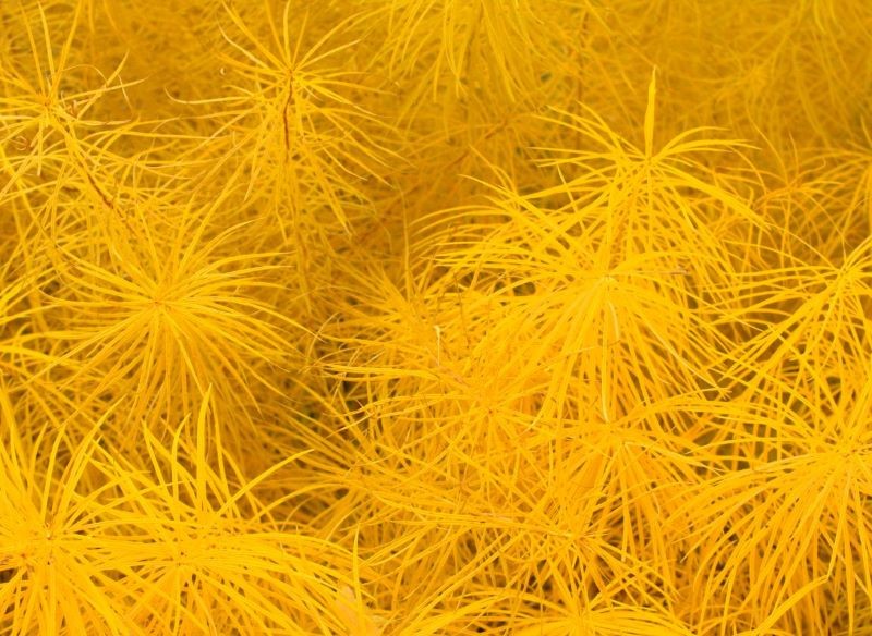 Amsonia Hubrichta (Amsonia hubrichtii) jesienią przykuwa uwagę złocistą barwą liści.