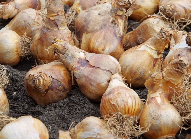 Nie wszystkie rośliny cebulowe muszą zostać wykopane przed zimą.