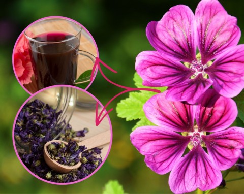 Dodaj do herbaty, złagodzi chrypkę i kaszel. Jakie gatunki ślazu rosną w Polsce, uprawa i zastosowanie
