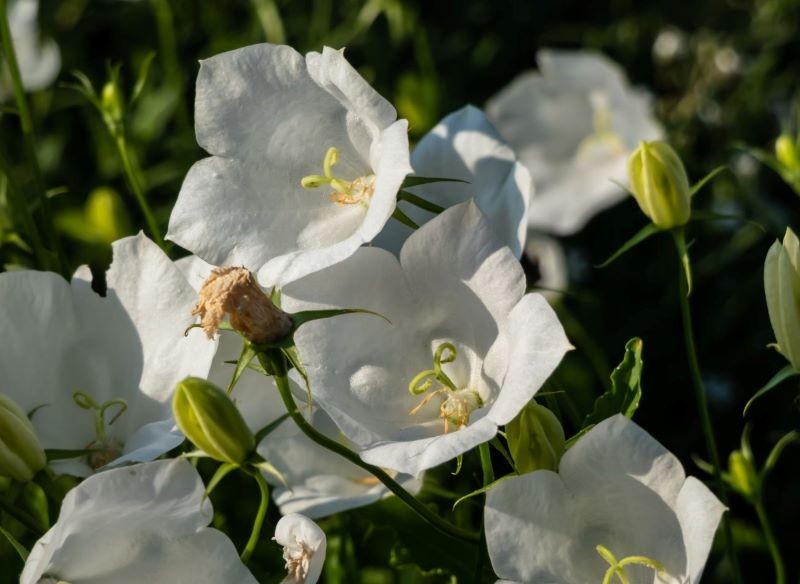 Możemy zdecydować się na jedną z białych odmian dzwonka karpackiego.