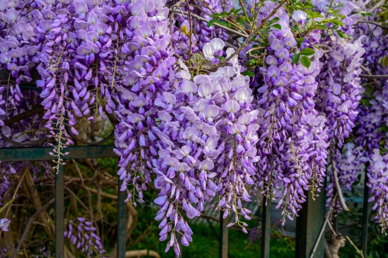 dlaczego wisteria nie kwitnie