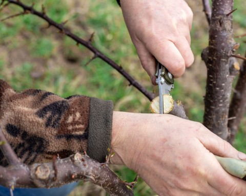 Styczeń to najlepszy czas na cięcie drzew, które płaczą. Jak przyciąć klon, żeby bujnie rósł?