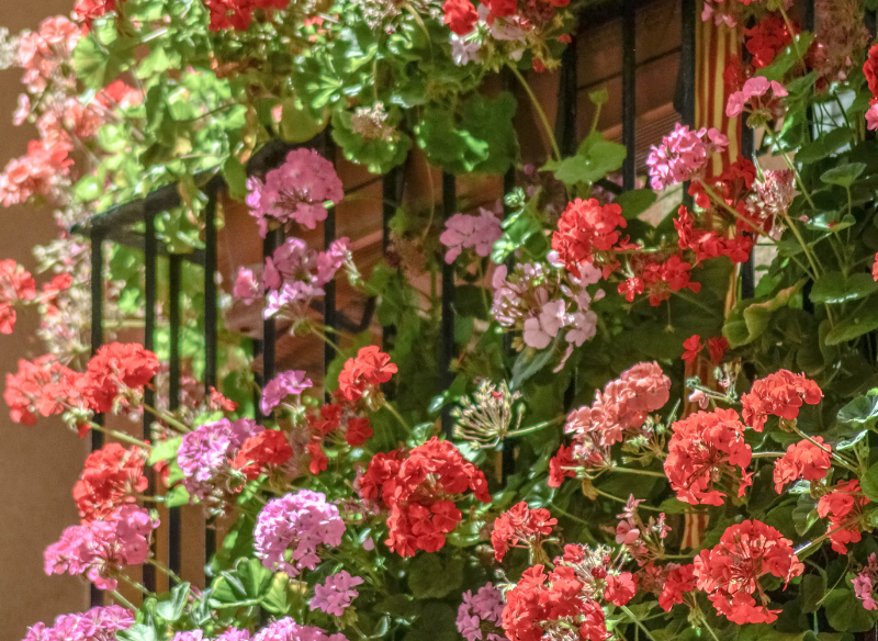 Rośliny, Pelargonie