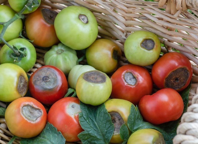 Pomidory porażone suchą zgnilizną wierzchołkową nie nadają się do spożycia.