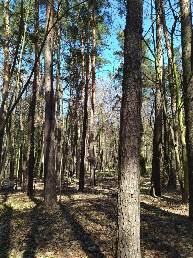 Rośliny, Wiosenny las...............i wiosna na balkonie................. - Najpiękniejszy miesiąc maj rozpieszcza nas słoneczną pogodą ........kwiatami...........świeżą zielenią ........i ............truskawkami.................chwilo trwaj..............