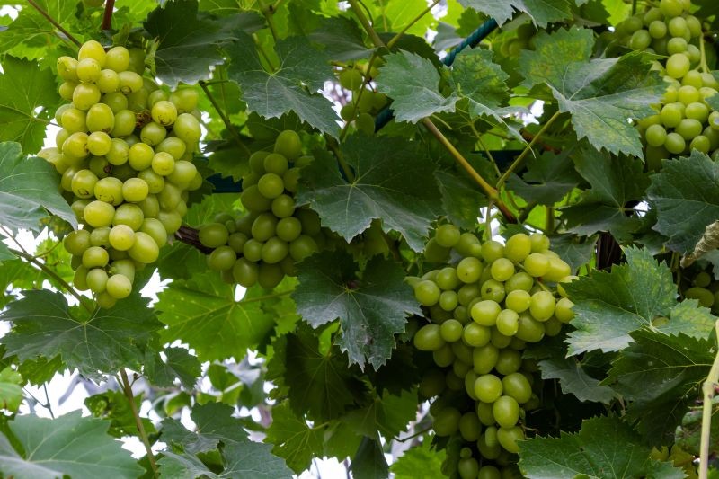 W lipcu warto znaleźć czas na nawożenie winorośli, dzięki czemu owoce będą większe i słodsze.