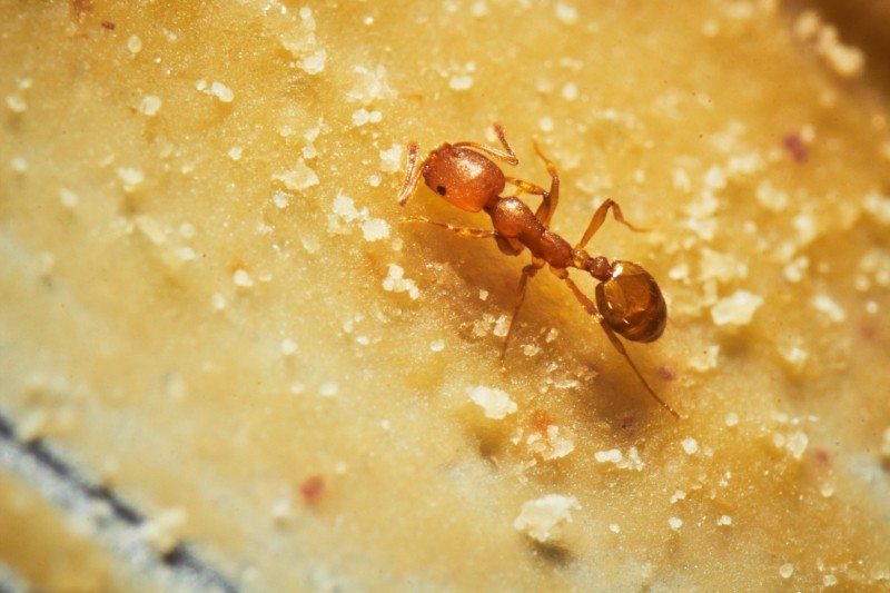 nietypowe zastosowanie masła orzechowego