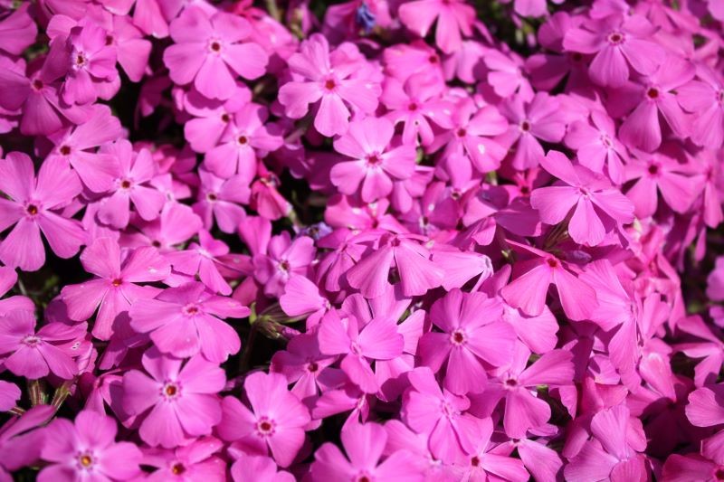 Floks szydlasty kwitnie wczesną wiosną.