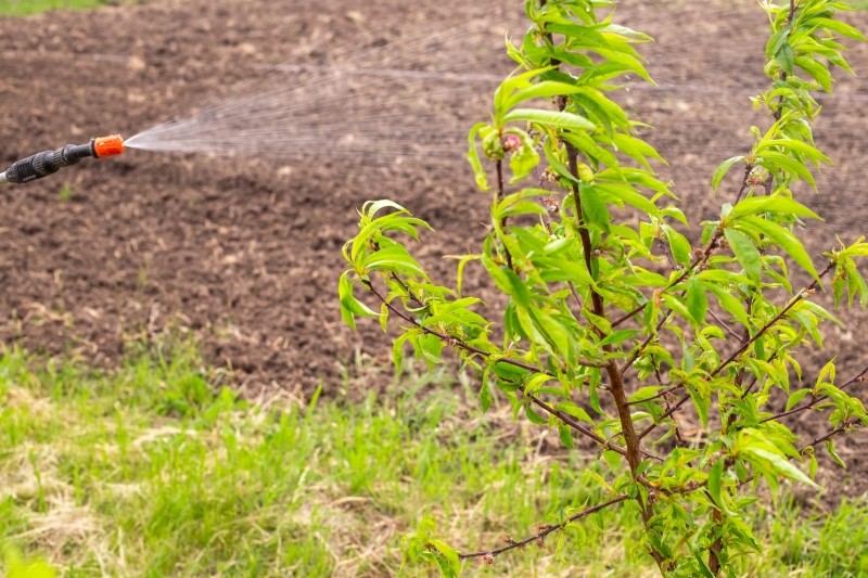 kiedy pryskać brzoskwinie
