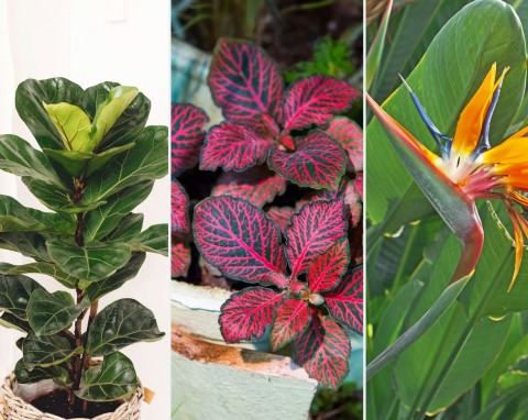 11 najpiękniejszych roślin doniczkowych. Trzy z nich to must have w każdym domu