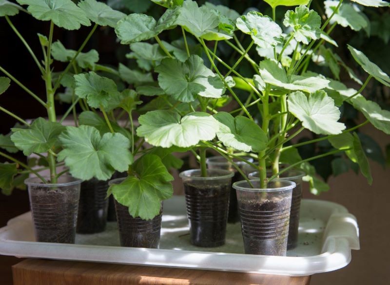 Pelargonie warto nawozić już od kwietnia.