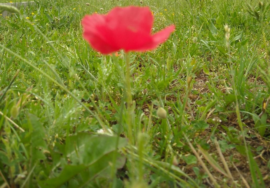 Pozostałe, Morze o świcie ....majowa łąka i .....kwiaty dla mamy....... - .........i mak...........