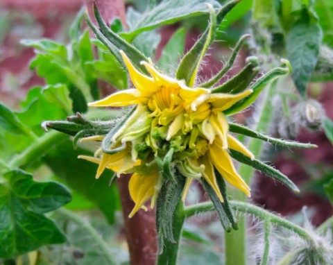 Staśmione kwiaty pomidora – zrywać czy zostawić? Jaki mają wpływ na owocowanie?