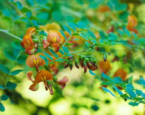 Moszenki południowe (Colutea arborescens)