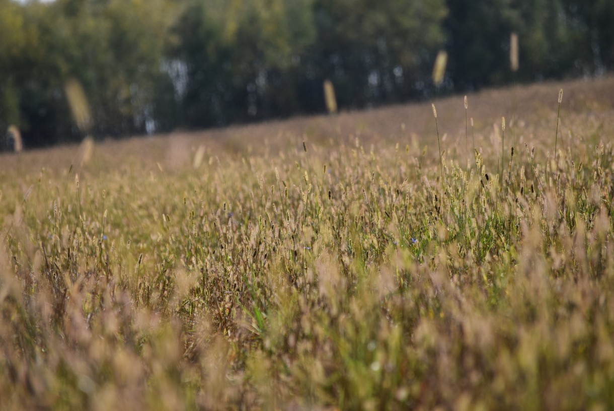 Leśne klimaty, ŚNIADANIE NA LEŚNEJ POLANIE