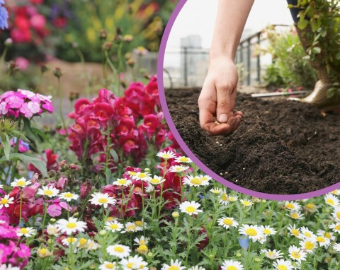 Najlepsze terminy wysiewu kwiatów do gruntu. Co i kiedy warto posiać w ogrodzie?