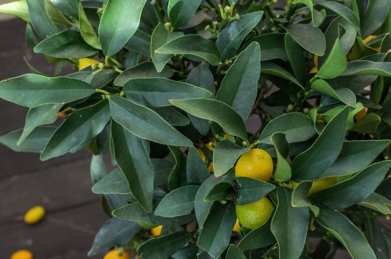 mandarynka w doniczce