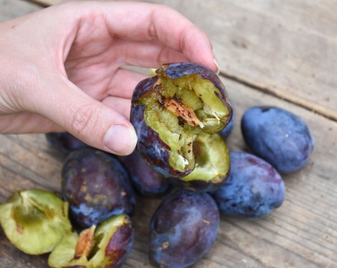 Co zrobić, żeby nie mieć robaczywych owoców? Sposób na zdrowe czereśnie, wiśnie i śliwki
