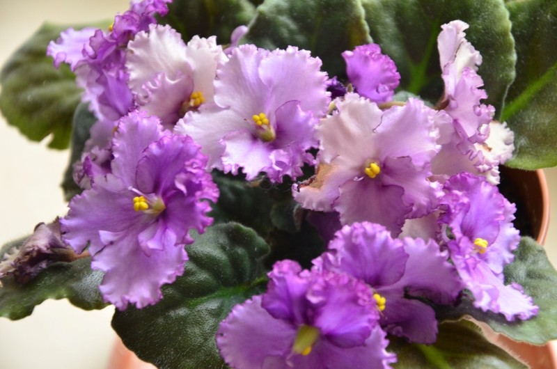 problemy w uprawie fiołka