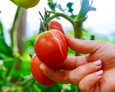 Najgorsza odmiana pomidorów, owoce pękają na krzaku jeden po drugim. Ogrodnik łapie się za głowę