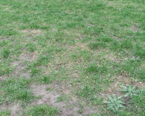 Wykorzystanie popiołu z pelletu w ogrodzie. Jak go stosować, by nie zaszkodzić roślinom?