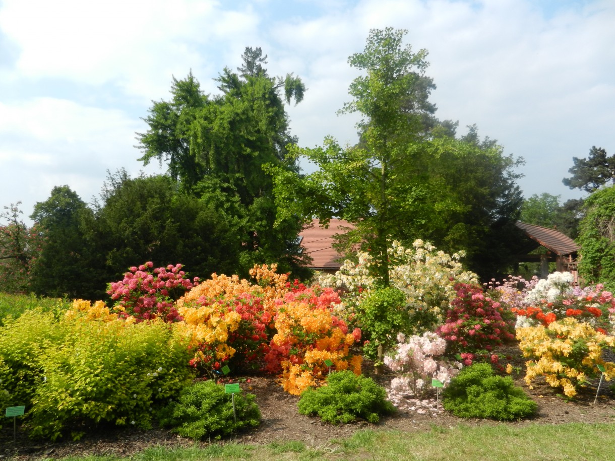 Pozostałe, Zakwitly rozaneczniki i azalie w arboretum