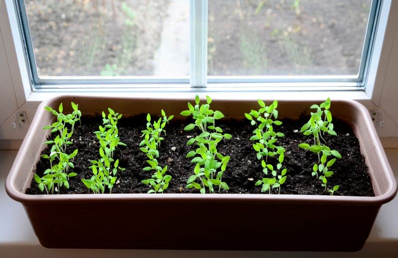 Sadzonki warto wspierać w naturalny spos&oacute;b.