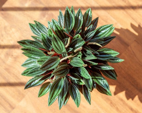 Dostojna, barwna, idealna do kuchni. Jak uprawiać w domu peperomię kędzierzawą 'Rosso'?