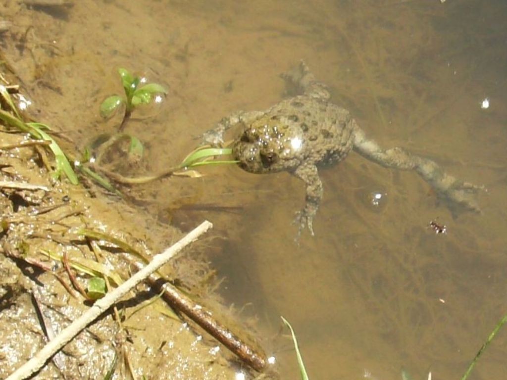 Podróże, DZIKA  FLORA  I  FAUNA  SZCZAWNICY - ROPUCHA  SZARA