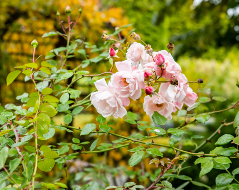 Nie wyrzucaj do śmieci, wykorzystaj w ogrodzie. Jest doskonałą izolacją i zabezpieczeniem roślin na zimę