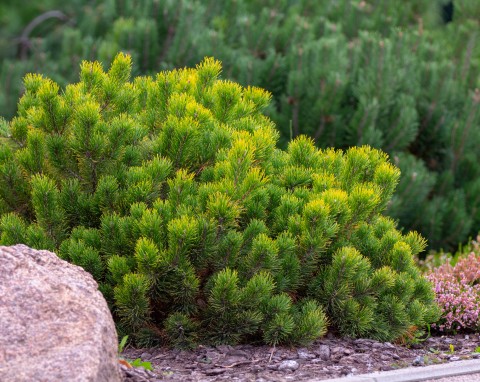 Sosna kosodrzewina (Pinus mugo)