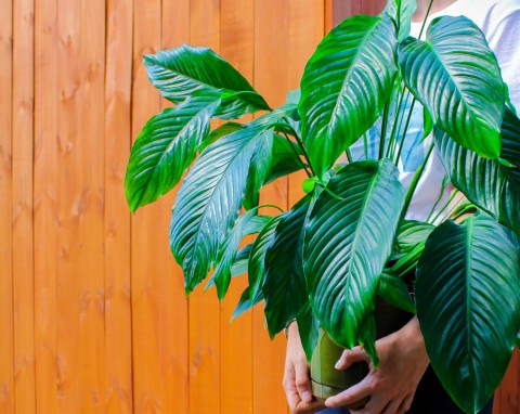 Rośliny na prezent pod choinkę. Najlepsze gatunki do podarowania